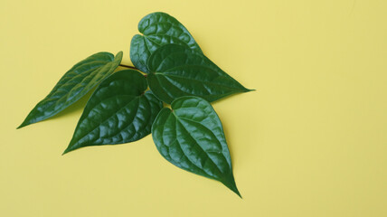Betel Leaf (Betel Leaf) has many benefits such as antibacterial, antimutagenic, antioxidant, and...
