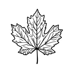 Maple leaf vector illustration on transparent background