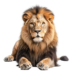 Fototapeta premium A regal lion resting calmly on a transparent background during the day, a lion laying down on a transparent background transparent background