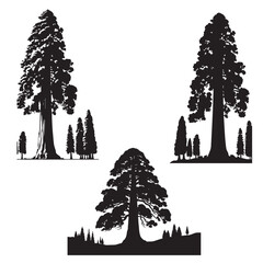 sequoia tree silhouette set  -  sequoia leaf vector -organic nature vector- tree silhouette - tree, nature botanical set - wood silhouette set  