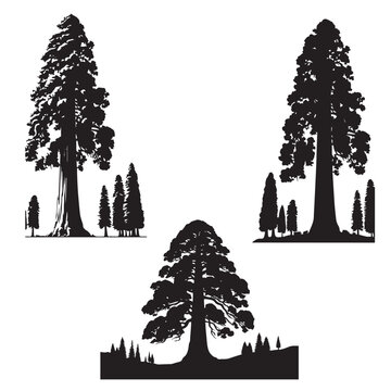 sequoia tree silhouette set  -  sequoia leaf vector -organic nature vector- tree silhouette - tree, nature botanical set - wood silhouette set  