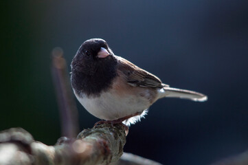 dark eyed junco