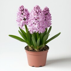 Light Purple Hyacinths Blooming in a Brown Pot