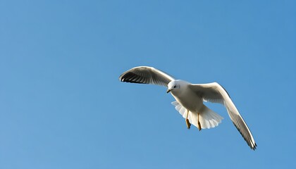 Obraz premium Seagull soaring against a clear blue sky