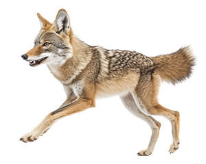 Fototapeta premium a coyote running with its mouth open