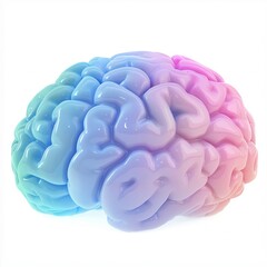 Plastic brain internal organ model on white background
