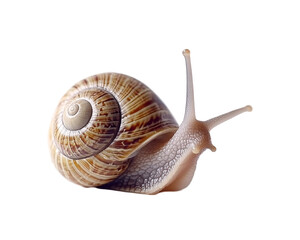 a snail on a white background