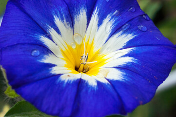 blue, yellow, and white morning glory