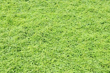 Ivy gourd field (Coccinia grandis) plant background