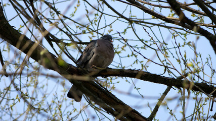 Columba palumbus. Streptopelia. wild pigeon. turtle dove. wild bird. a bird sits on a tree branch. spring season. beautiful peaceful bird, in natural habitat