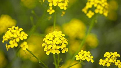 Obraz premium Rapeseed. Brassica napus. are blooming in sunny summer day. yellow flower, isolated on blurred natural background. agriculture. floral background, close-up. blooms in spring. good harvest