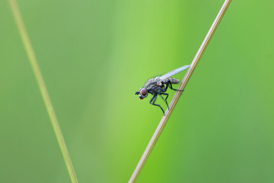 Leptohylemoya coarctata. Delia coarctata. The fly is a pest. A parasite of agricultural fields. Insect sitting on the grass, isolated on the natural background. macro nature. close-up