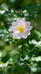 beautiful rosehip flower close up. Rosehip, Rosa canina light pink flowers bloom on the branches, beautiful wild shrub. Rosa woodsii, a variety of rose hips known as woods or indoor rose. text