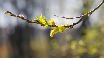 fluffy yellow flowers bloom on a willow branch. Yellow flowers of a willow on a branch in the spring forest. beautiful festive spring background. beauty nature, bokeh, close-up, Macro photo.