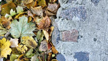 Dry leaves on the ground. autumn background, fallen leaves in a forest or park. Grove. selective soft focus. autumn colors, beautiful time of year. autumn season. place for text. selective focus