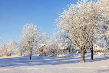 Fototapeta premium Frosty trees a cold snowy winter day in a park