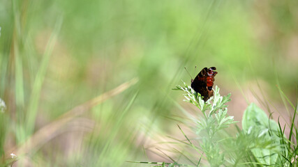 Vanessa atalanta. beautiful delicate butterfly. butterfly sits on the meadow grass. Blurred green grass in the background, insects macro. environment. soft focus. beauty of nature. space for text