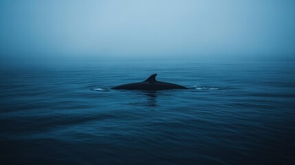 Fototapeta premium Orca Fin Visible In Misty Ocean Water