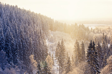 Forest valley with spruce trees a cold winter day with snow
