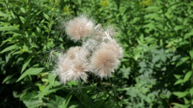 Creeping thistle (Cirsium arvense) plant in slight breeze and blurred background
