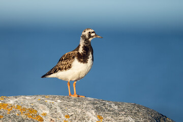 Turnstone (Arenaria interpres) standing on a rock in warm evening light. Bothnian Bay, Finland