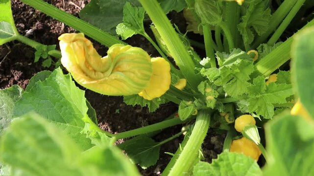 The fruits of the yellow scallop squash lie on the ground. A patisson plant bush with yellow flowers  grows in the garden bed in  summer and sunny day.