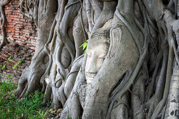 the tree roots around the head of buddha image in Wat Mahathat,Temple in Ayutthaya Province, Thailand. Most famous buddhist temple in Ayutthaya Historical Park. Historical Sites of Asia concept.