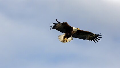 Obraz premium Flying Bald Eagle in the Sky - A display of natural beauty.