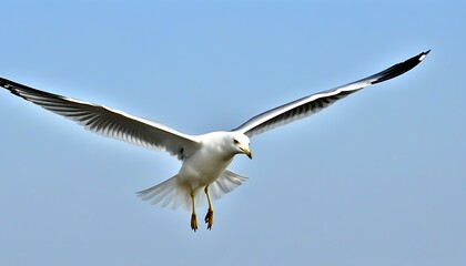 Fototapeta premium Graceful seagull flying high, blending with natural sea views