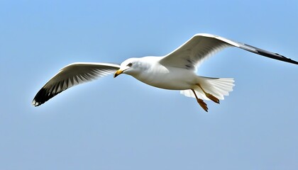 Graceful seagull flying high, blending with natural sea views