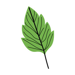 Green leaf Vector Illustration