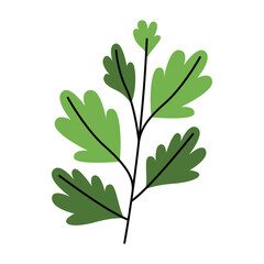 Celery Leaf Vector Illustration