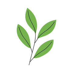 Pointed Leaf Vector Illustration