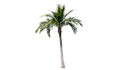 Leaning Palm Tree on Transparent Background
