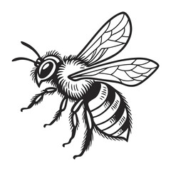 black and white bee