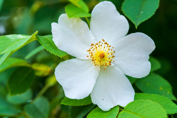 Pure White Flower Blooming Amidst Lush Greenery. A close-up shot highlighting the delicate petals and vibrant center of a single wild rose in its natural habitat.