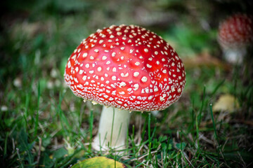 fly agaric mushroom