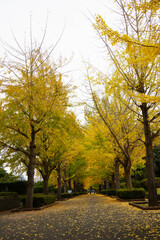 Naklejka premium 銀杏並木