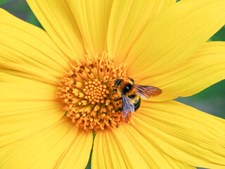 Honey collecting nectar from yellow colored flower. Used selective focus.