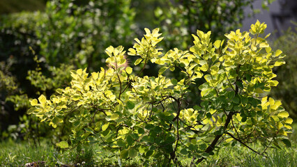 Green background of small bush in the garden. Rim lighting touched up young leaves of the bush against deep green of big tree. Soft and freshness looks. spring season.