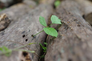 green moss on the stone