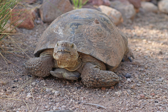 Agassiz's desert tortoise (Gopherus agassizii) or Sonoran Desert Tortoise (Gopherus morafkai)