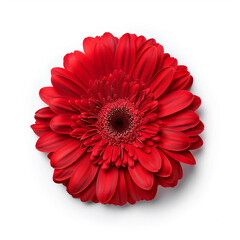 Close-up of a Vibrant Red Gerbera Daisy