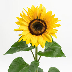 Close-up of a Sunflower with Vivid Yellow Petals