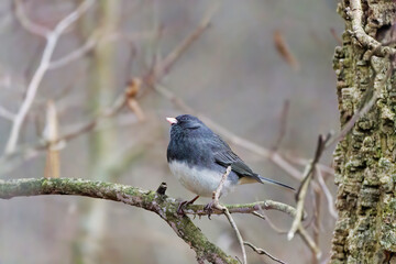 The dark-eyed junco (Junco hyemalis) in state park in Ohio.