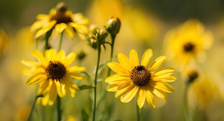 Fototapeta premium Bright Yellow Sunflowers in a Field with Soft Focus