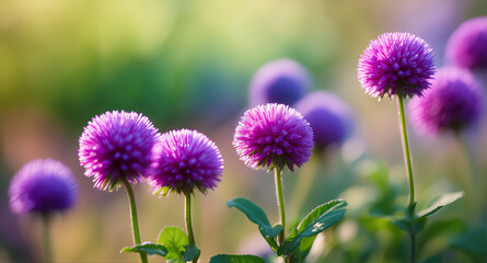Fototapeta premium Vibrant purple allium flowers blooming in soft golden sunlight outdoor garden
