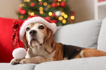 Cute beagle dog in Santa hat lying on sofa at home decorated for Christmas