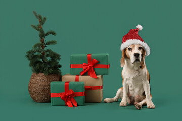 Cute beagle dog in Santa hat with gift boxes and Christmas tree sitting on green background