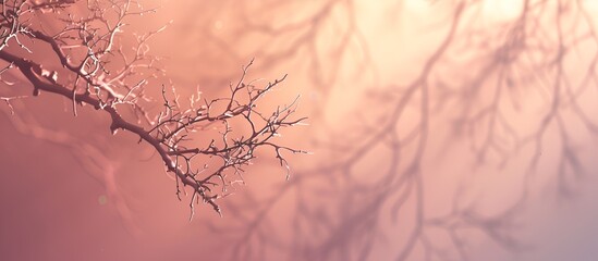 Abstract Tree Shadows on Wall in Sunlight